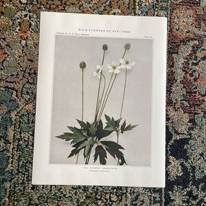Antique Botanical Plant Print Original over 100 years old Vintage Art